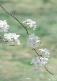 一剪梅 雨打梨花深闭门