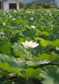 花神书有多少原石